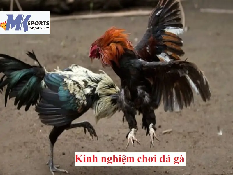 Kinh nghiệm chơi đá gà cựa dao tại MKsports