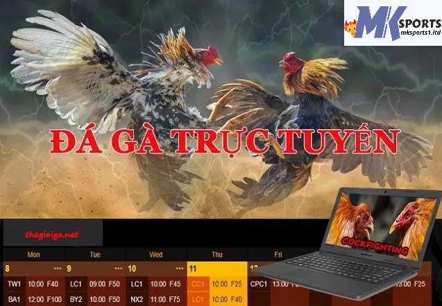 Giới thiệu về đá gà trực tiếp casino tại MKsports