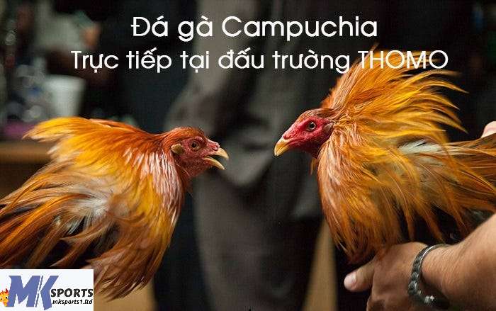 Bí Kíp Chơi Đá Gà Campuchia Trực Tiếp Luôn Thắng