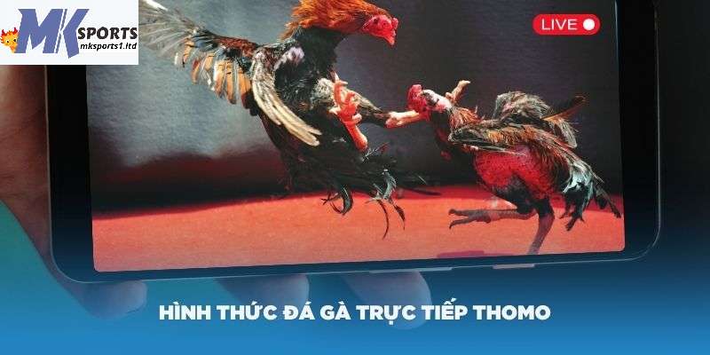 Khái niệm về đá gà trực tiếp Thomo MKsports